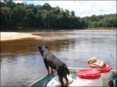 Ensemble de larves nageuses de mollusques avant leur fixation !
