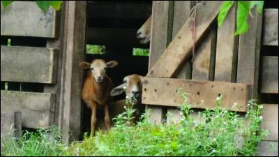 Tissu léger de coton !