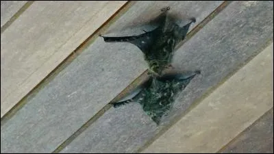 Bataille ou ragoût de mouton !