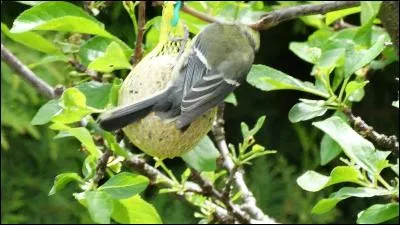 Alcaloïde de l'opium !