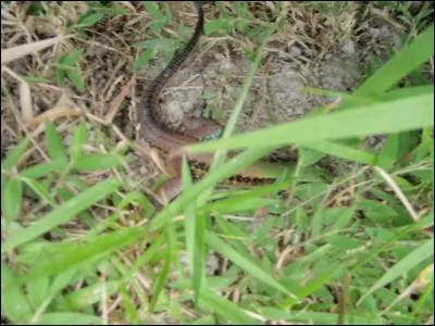 Elle arriva en vagissant !