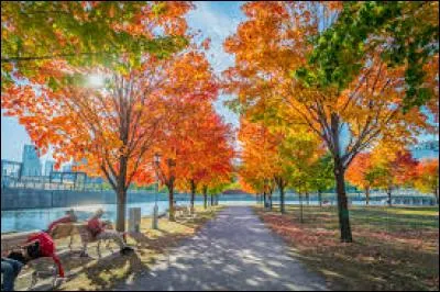 L'automne est aussi une saison marquée par plusieurs fêtes, comme Thanksgiving, que l'on peut __ avec des gâteaux.