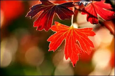 Mais sinon, il s'agit d'une période très belle de l'année qui a su pendant longtemps le __.