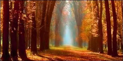 La __ de cette saison se confirme avec, entre autres, les jolies couleurs des arbres pendant l'automne.