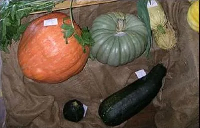 À quelle famille appartiennent la courge ?