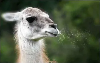 Environ combien de litre(s) de salive produit-on par jour ?