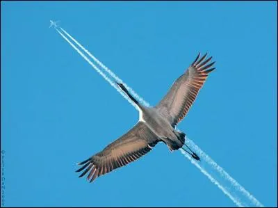 Quel engin trace cette ligne suivie par l'oiseau ?