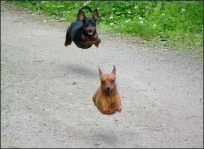 Mais quels sont ces animaux qui volent ?