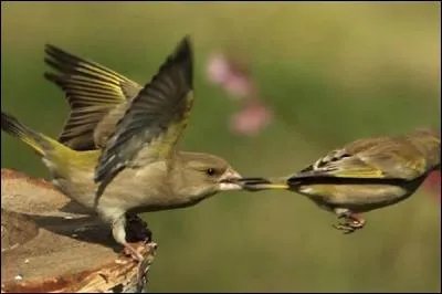 Quelle partie du corps de l'oiseau a été attrapée par son collègue ?