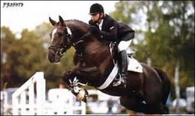 Ce petit hongre bai polyvalent c'est...