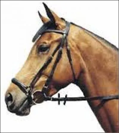 Quel est le nom de la muserolle ?