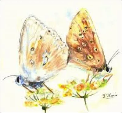 Pluriel de "petit direct", à la boxe :