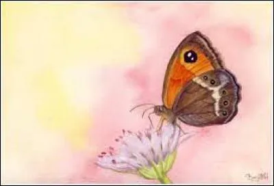 Variété de lignite fossile d'un beau noir brillant :