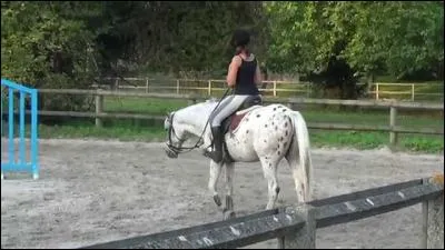 Comment s'appelle ce cheval ?