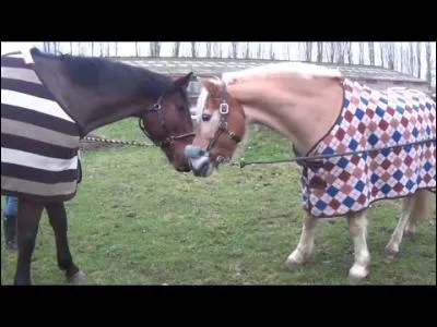 Comment s'appelle le cheval de gauche ?