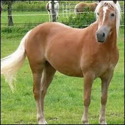 Comment s'appelle ce cheval ?