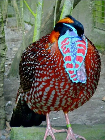 Surnom donn&eacute; &agrave; un individu !