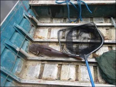 Certaines et certains d'entre vous m'ont déjà fait des remarques, en m'avertissant que quelques-uns de mes quiz étaient trop difficiles, je me demande s'ils ne me prennent pas pour un orchidoclaste !