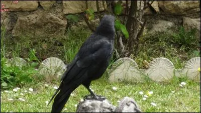 Vous me connaissez, jamais je ne me permettrais de vous traiter de fot-en-cul !