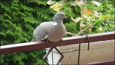 Il est tout à fait possible, un jour ou l'autre, de boire le bouillon de onze heures !