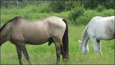 Suivez-moi, je vous invite à prendre le café du pauvre !