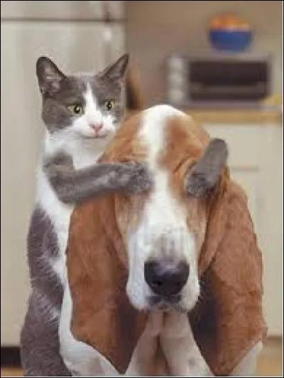 Dans quel État des États-Unis d'Amérique est-il illégal de se bander les yeux ?