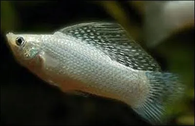 Qui est très apprécié des débutants pour sa reproduction facile ?