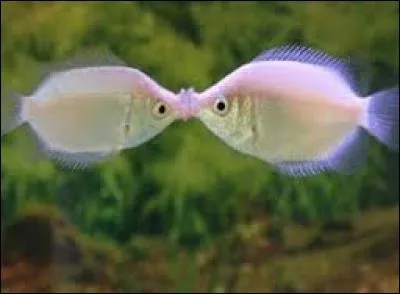 Quel poisson donne des bisous à longueur de journée ?