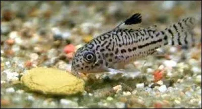 Qui nettoie le fond de votre aquarium des restes de nourriture ?