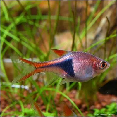 Quel nom associe-t-on à ce rasbora ?