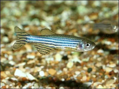 Qui aime se déplacer en groupe ?