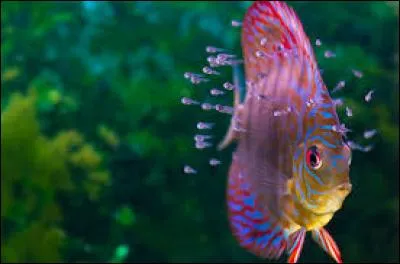 Quel est le nom de ce poisson très apprécié des aquariophiles pour ces couleurs ?