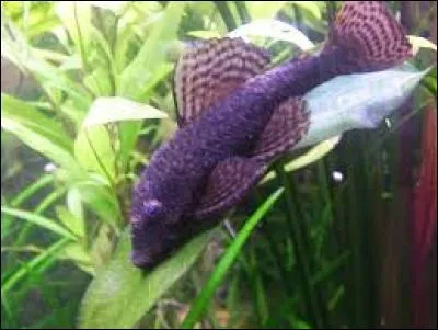 Quel est le nom de ce poisson considéré à tort comme un laveur de vitres ?