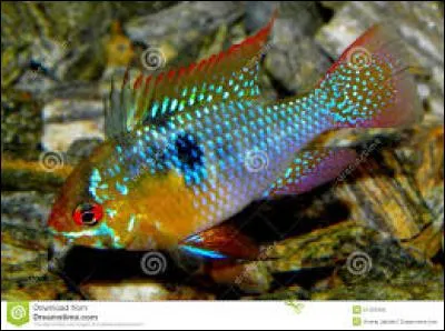 Quel est le nom de ce cichlidé nain ?