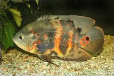 Quel est le nom courant de ce poisson qui apprécie jouer au déménageur dans le fond de l'aquarium ?