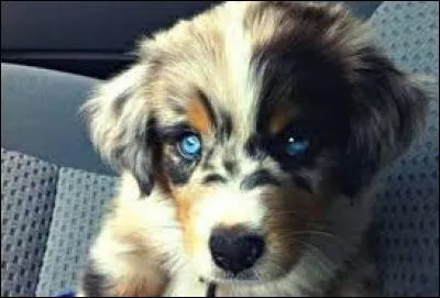 Matthieu adore son chien, on peut aussi dire qu'il l'...