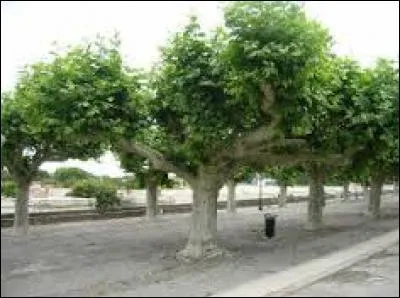 Quelle essence d'arbre est la plus répandue à Paris ?