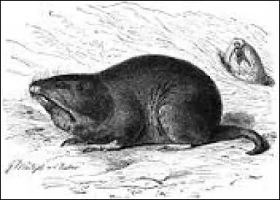 Ces animaux peu connus se retrouvent entre autres dans la Ferme en Folie...