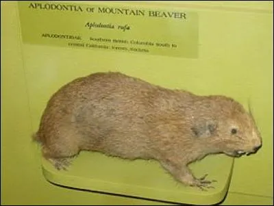 Quel est ce rongeur ressemblant aux écureuils par son physique ?