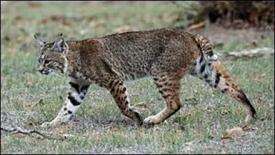 Quel est cet animal parfois appelé "chat sauvage" au Canada ?