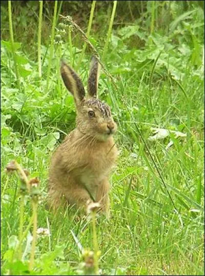 Quel est ce petit animal herbivore adepte de la nature ?
