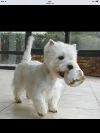 Quelle est la race de ce chien ?