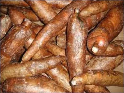 Le manioc pousse dans les arbres.