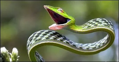 Le petit du serpent est le...