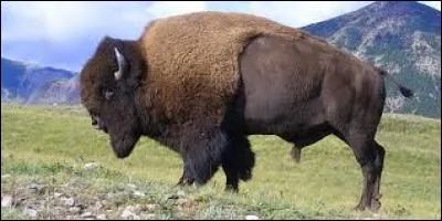 La femelle du bison est la...