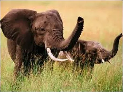 Quel animal barrit ?