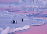 Quiz L'Antarctique, aux confins du monde