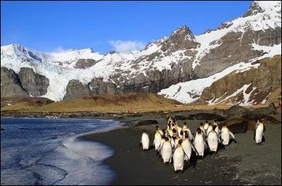 Parmi ces animaux, lequel pouvez-vous espérer rencontrer en Antarctique ?