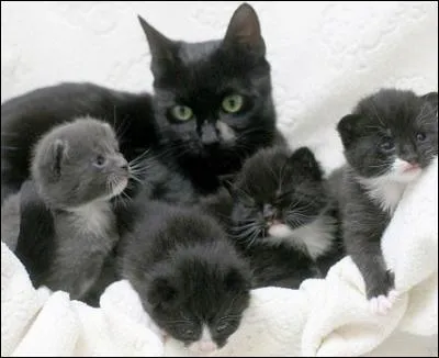 Parmi la portée de chatons à donner, vous avez sélectionné la petite chatte grise. Quand vous revenez la chercher, elle a été donnée à une famille qui voulait à tout prix une femelle, et il vous reste le dernier chaton, un mâle noir et blanc. Que faites-vous ?