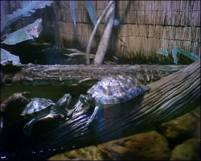 Quel est cet animal ?